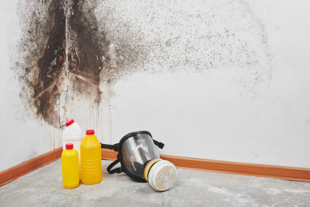 La Joya, TX Mold Removal Company