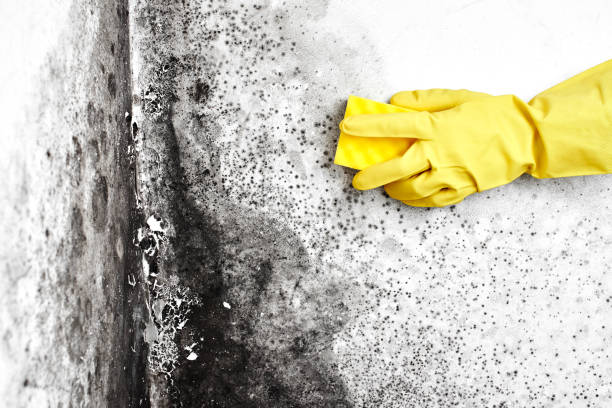 Best Black Mold Removal  in La Joya, TX