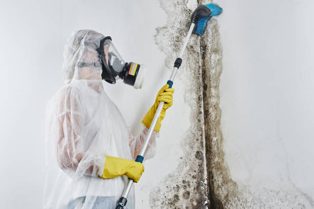 Best Mold Removal Company Near Me  in La Joya, TX