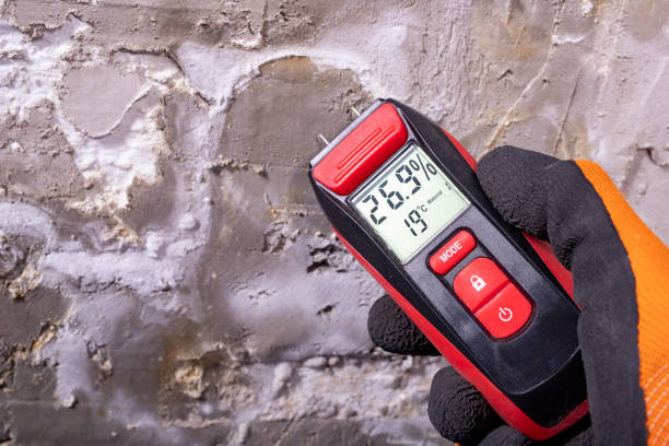 Best Fast Mold Removal  in La Joya, TX