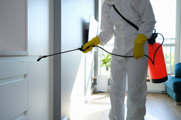 Best Mold Removal Company Near Me  in La Joya, TX