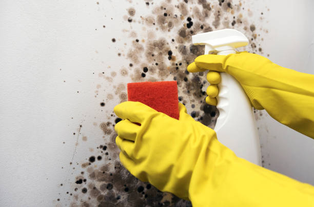 Best Best Mold Removal Companies  in La Joya, TX