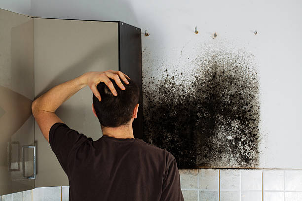 Best Toxic Mold Removal  in La Joya, TX