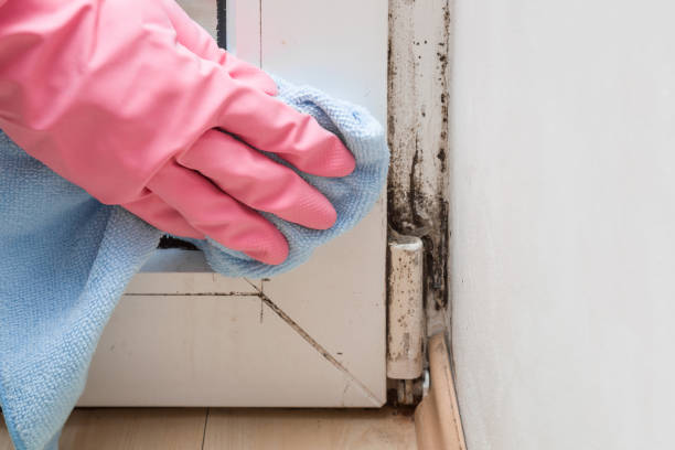 Best Mold Testing  in La Joya, TX