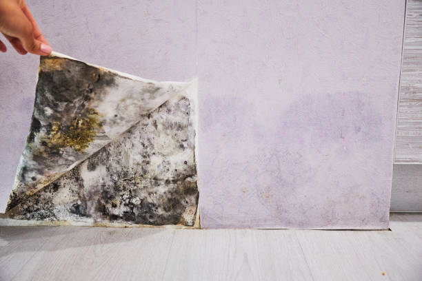 Best Affordable Mold Removal  in La Joya, TX